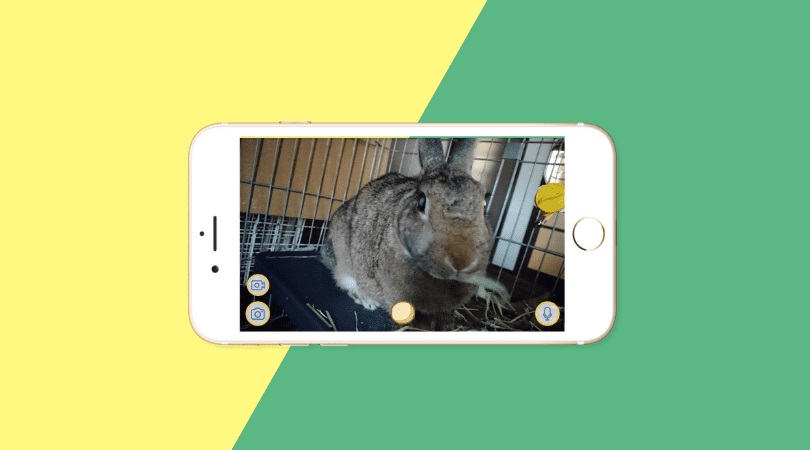 うさぎの見守りカメラ完全ガイド｜留守番中も安心！最新おすすめネットワークカメラ5選