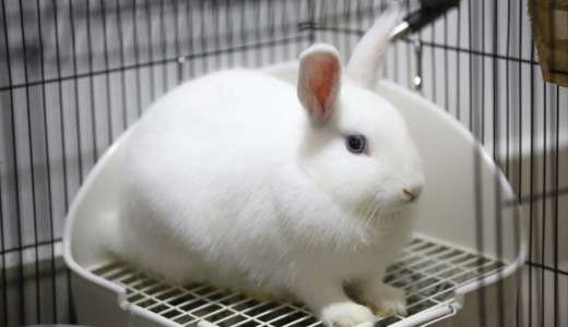 うさぎのトイレ完全ガイド｜おすすめランキング＆失敗しない選び方を徹底解説！