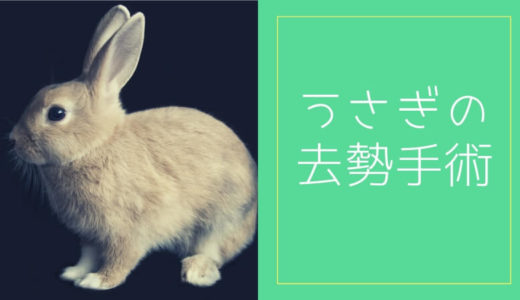 うさぎの去勢の疑問を解消。性格に変化は？費用は？何歳からできる？危険じゃない？