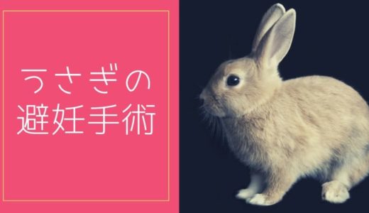 うさぎの避妊手術は必要か。費用・危険性・いつまでにやればいいか