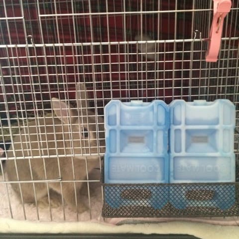 うさぎのケージへの保冷剤設置方法