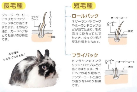 うちのうさぎのキモチがわかる本 春＆夏２０１７